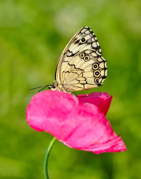 Closeup Bela Borboleta Sentado Flor — Fotografia de Stock