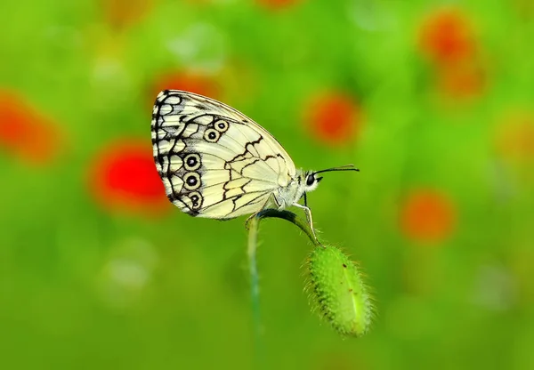 Çiçek Oturma Portre Güzel Kelebek — Stok fotoğraf