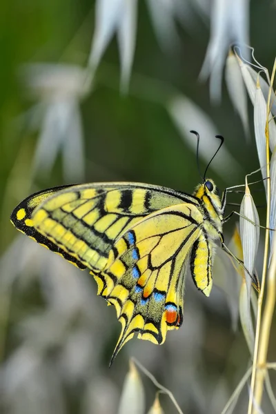 Gros Plan Beau Papillon Assis Sur Fleur — Photo