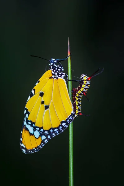 Bellissimo Aterpillar Coda Forcuta Immagine Stock — Foto Stock