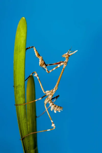 一对漂亮的欧洲螳螂 Mantis Religiosa 的特写 — 图库照片