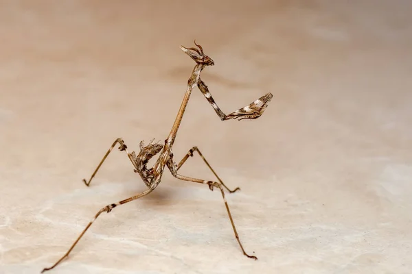 Close up of pair of Beautiful European mantis ( Mantis religiosa )