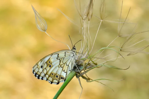 Çiçek Oturma Portre Güzel Kelebek — Stok fotoğraf