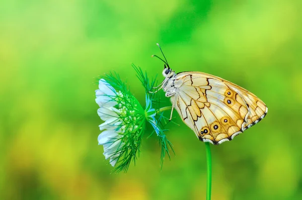 Closeup Bela Borboleta Sentado Flor — Fotografia de Stock