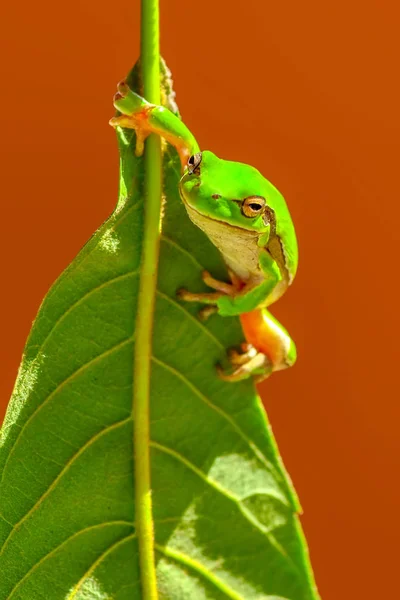 Beautiful Europaean Tree Frog Hyla Arborea Stock Image — Stock Photo, Image