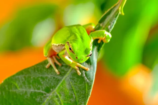 Hermosa Rana Árbol Europa Hyla Arborea Imagen Stock —  Fotos de Stock