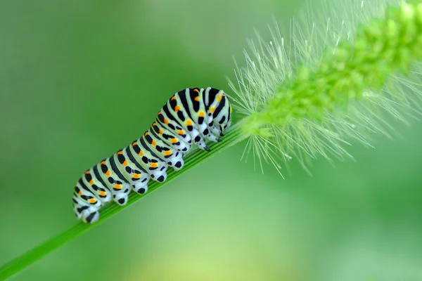 Mooie Aterpillar Van Swallowtail Stock Beeld — Stockfoto