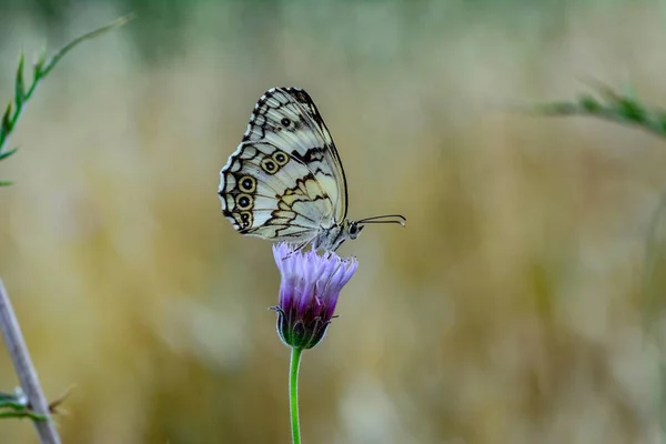 Çiçek Oturma Portre Güzel Kelebek — Stok fotoğraf