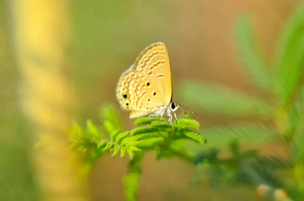 Closeup Bela Borboleta Sentado Flor — Fotografia de Stock