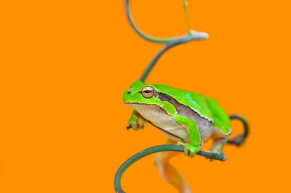 Hermosa Rana Árbol Europa Hyla Arborea Imagen Stock — Foto de Stock