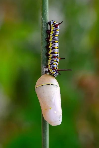 Monarch Butterfly Chrysalis Stock Image — Stock Photo, Image