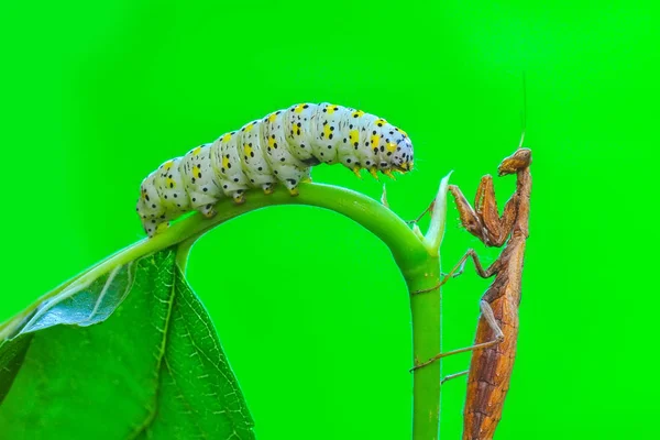 Großaufnahme Von Zwei Schönen Gottesanbeterinnen Mantis Religiosa — Stockfoto