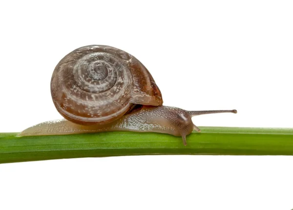 Belo Caracol Jardim — Fotografia de Stock