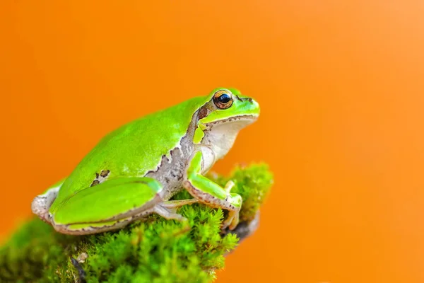 Hermosa Rana Árbol Europa Hyla Arborea Imagen Stock — Foto de Stock