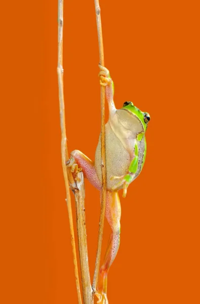 Schöner Europäischer Laubfrosch Hyla Arborea Archivbild — Stockfoto