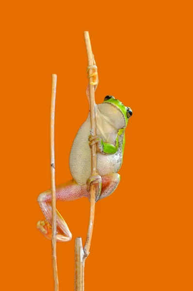 Beautiful Europaean Tree Frog Hyla Arborea Stock Image — Stock Photo, Image
