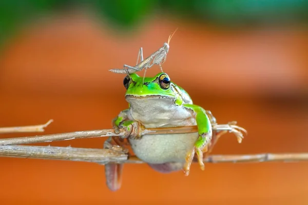 Beautiful Europaean Tree Frog Hyla Arborea Stock Image — Stock Photo, Image