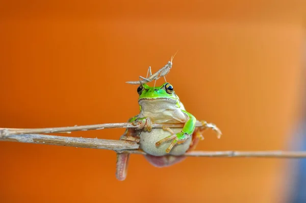 Prachtige Europaean Tree Kikker Hyla Arborea Stock Beeld — Stockfoto