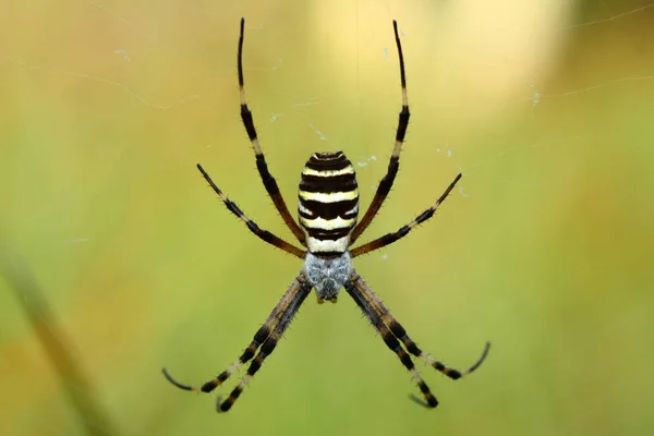 Bir Örümcek Web Stok Görüntü Güzel Örümcek — Stok fotoğraf