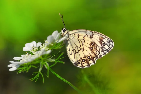 Closeup Bela Borboleta Sentado Flor — Fotografia de Stock