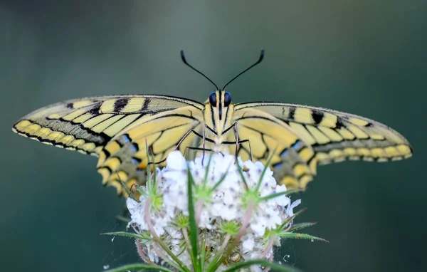 Zbliżenie Kwiat Piękny Motyl — Zdjęcie stockowe