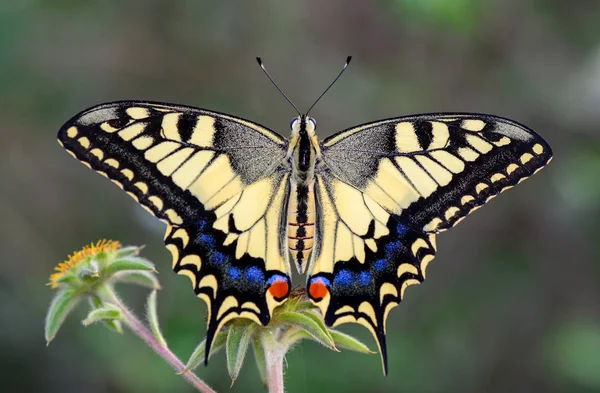 Closeup Beautiful Butterfly Sitting Flower — Stock Photo, Image