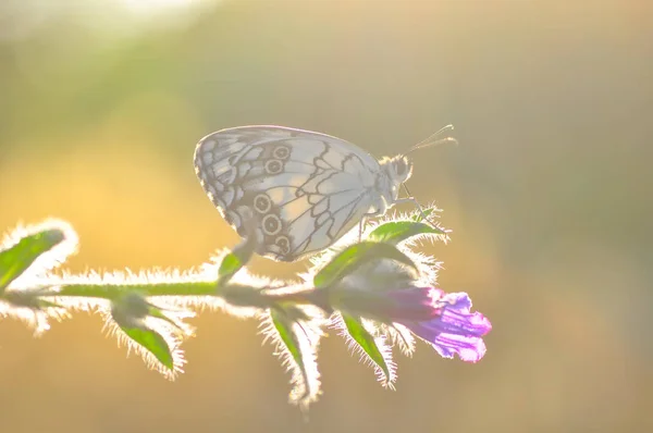 Closeup Krásný Motýl Sedí Květ — Stock fotografie