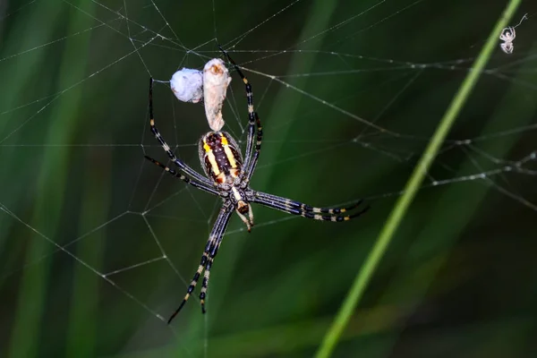 Schöne Spinne Auf Einem Spinnennetz Archivbild — Stockfoto