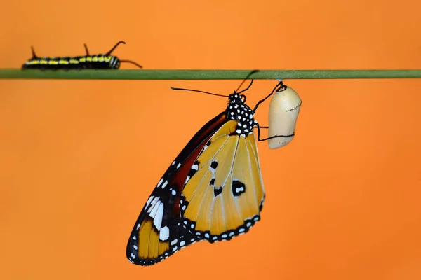 Verbazingwekkend Moment Monarch Vlinder Opkomend Uit Zijn Chrysalis — Stockfoto