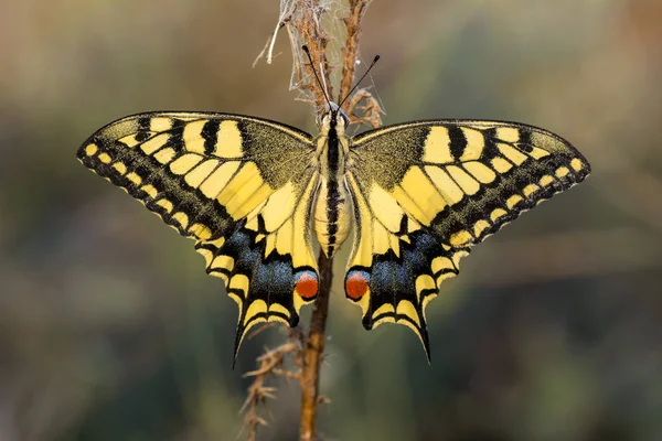 Gros Plan Beau Papillon Assis Sur Fleur — Photo