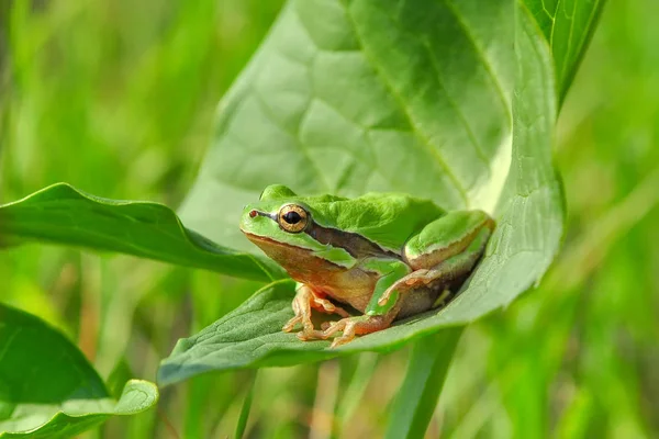 Hermosa Rana Árbol Europa Hyla Arborea Imagen Stock — Foto de Stock