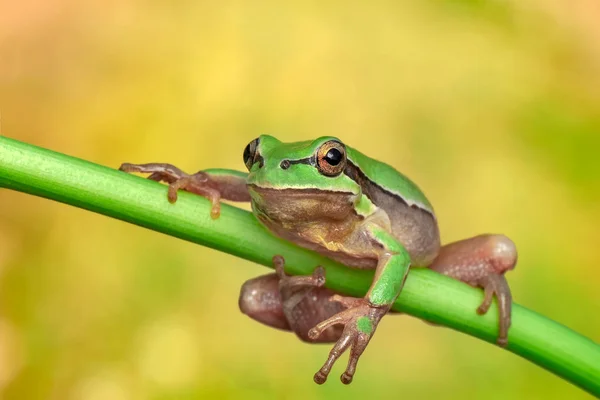 Hermosa Rana Árbol Europa Hyla Arborea Imagen Stock —  Fotos de Stock