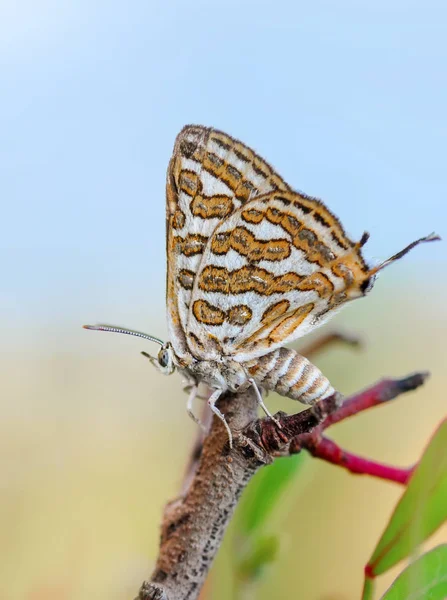 Nahaufnahme Schöner Schmetterling Auf Blume Sitzend — Stockfoto