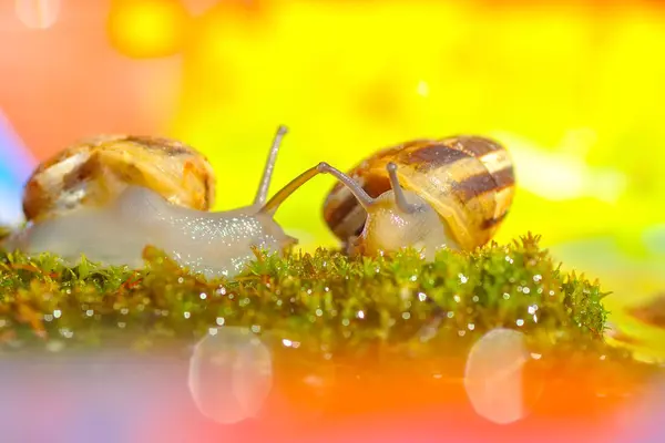 Hermoso Caracol Jardín — Foto de Stock