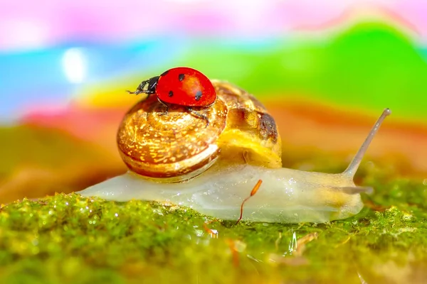 Beautiful Snail Garden — Stock Photo, Image