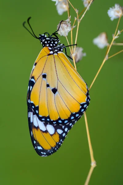 Nahaufnahme Schöner Schmetterling Auf Blume Sitzend — Stockfoto