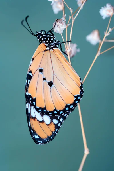 Nahaufnahme Schöner Schmetterling Auf Blume Sitzend — Stockfoto