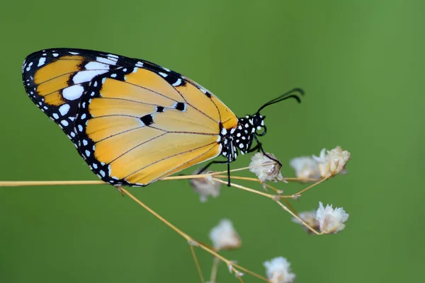 Primo Piano Bella Farfalla Seduta Sul Fiore — Foto Stock