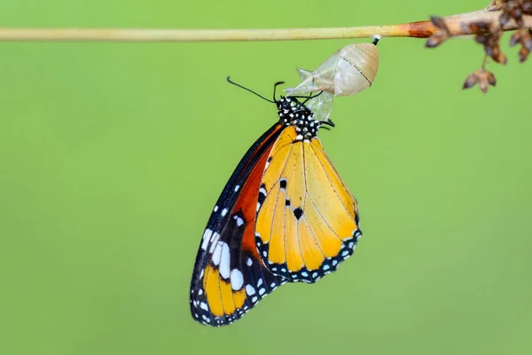 Verbazingwekkend Moment Monarch Vlinder Opkomend Uit Zijn Chrysalis — Stockfoto