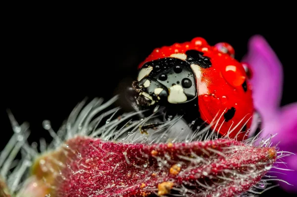 빠지지 아름다운 무당벌레 — 스톡 사진