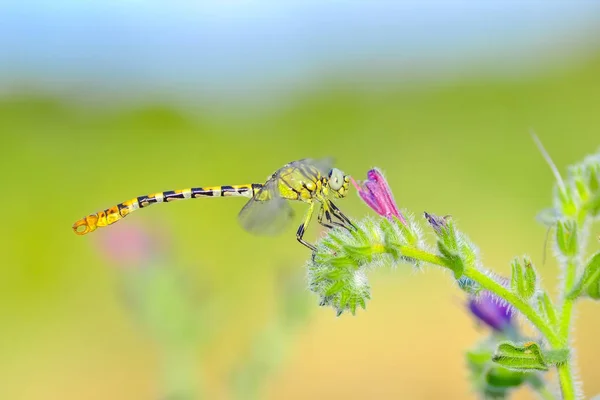 Schöne Schnecke Garten — Stockfoto