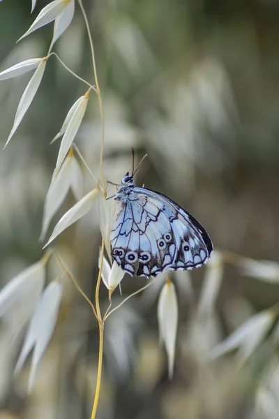 Primer Plano Hermosa Mariposa Sentada Flor — Foto de Stock
