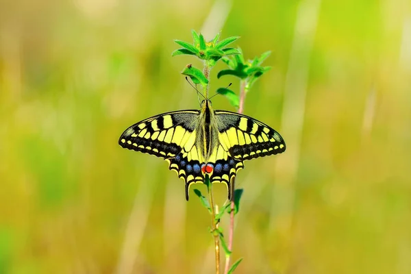 Nahaufnahme Schöner Schmetterling Auf Blume Sitzend — Stockfoto