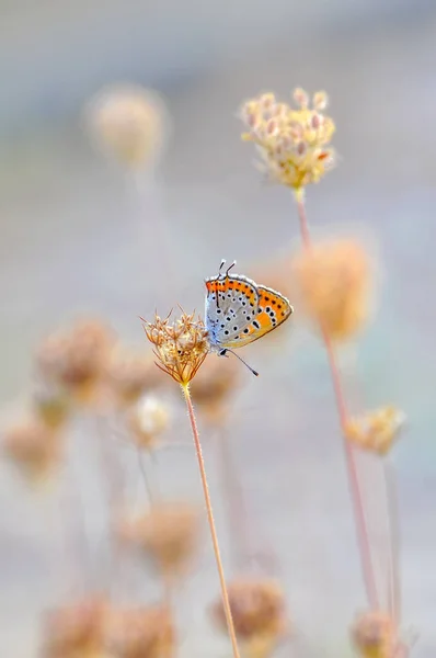 Primer Plano Hermosa Mariposa Sentada Flor —  Fotos de Stock