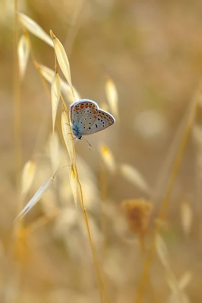 Primer Plano Hermosa Mariposa Sentada Flor — Foto de Stock