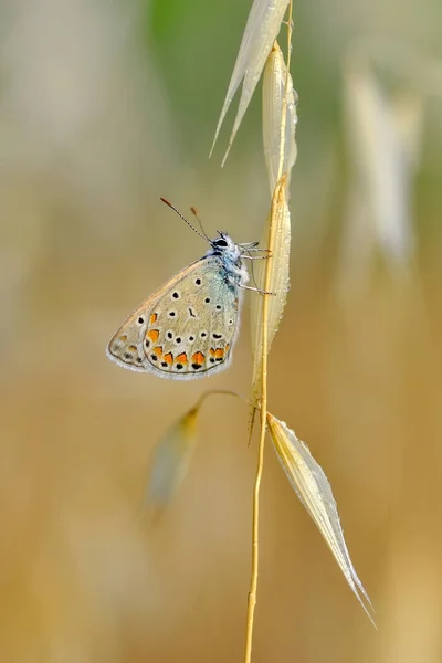 Closeup Bela Borboleta Sentado Flor — Fotografia de Stock