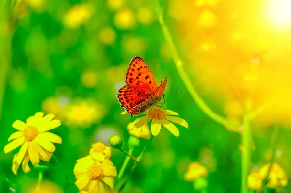 Närbild Vacker Fjäril Sitter Blomma — Stockfoto