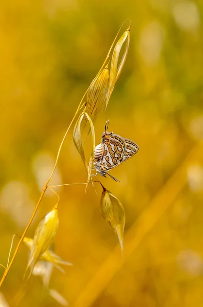 Primer Plano Hermosa Mariposa Sentada Flor —  Fotos de Stock