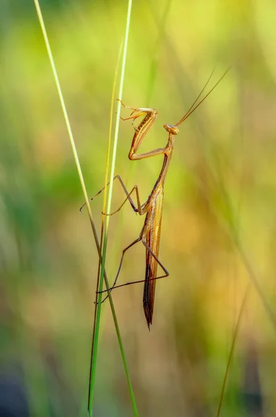 Gros Plan Paire Belle Mante Européenne Mantis Religiosa — Photo