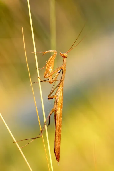 Großaufnahme Von Zwei Schönen Gottesanbeterinnen Mantis Religiosa — Stockfoto